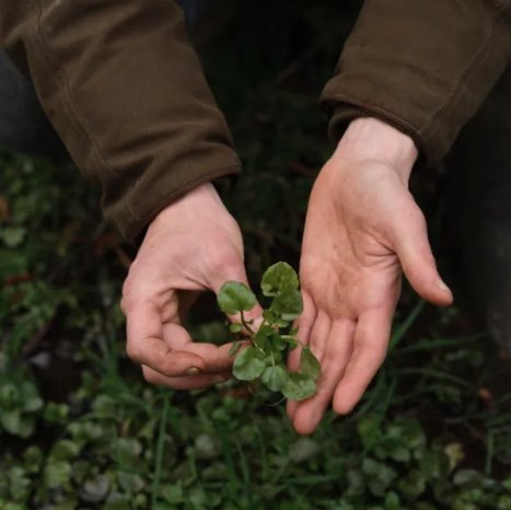 October Foraging at Cowdray