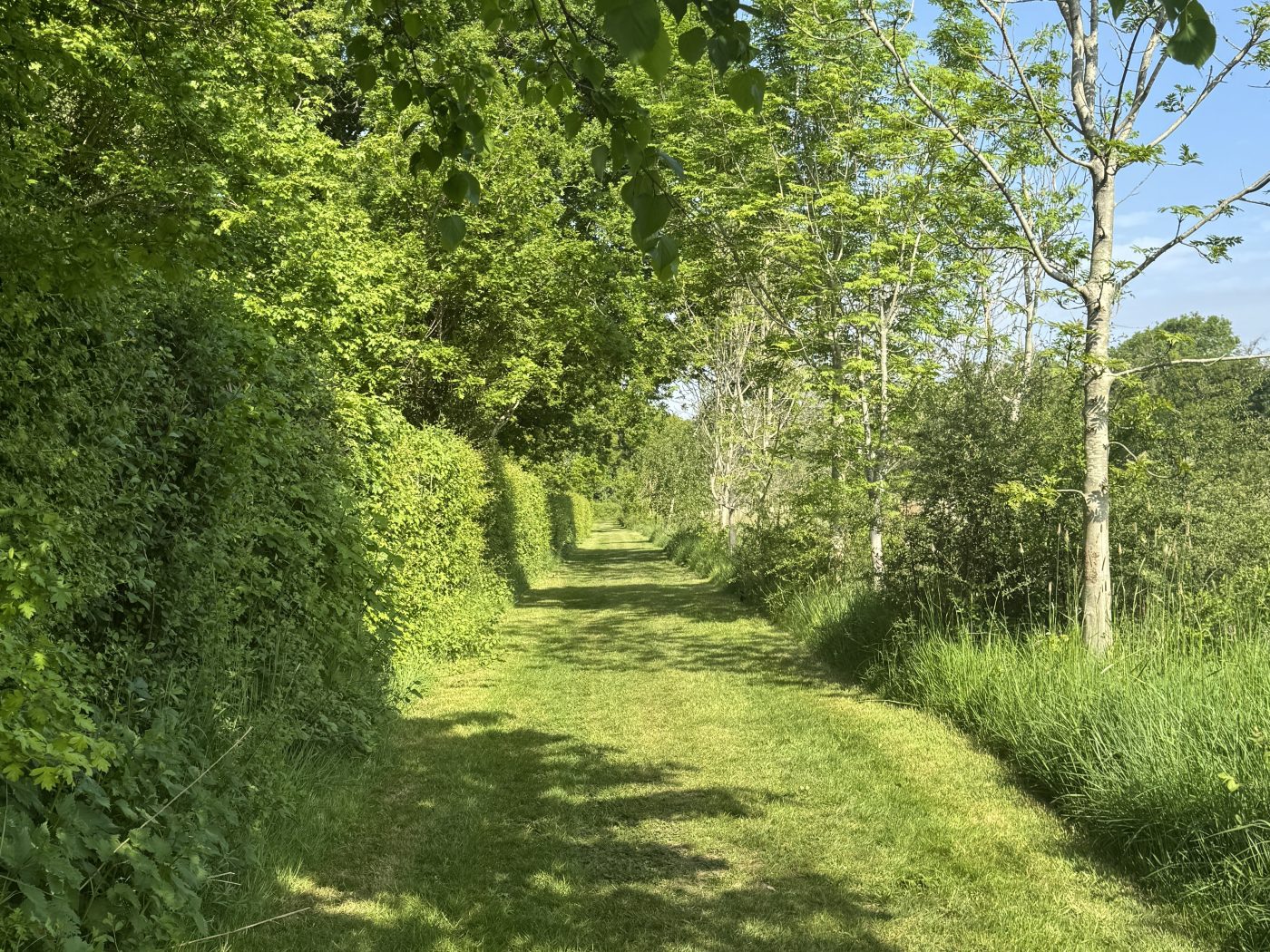 Sawmills campsite dog walk